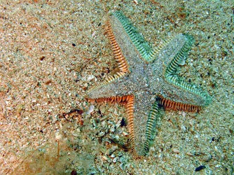 2012-09-12 13-57-44 Ludo.jpg